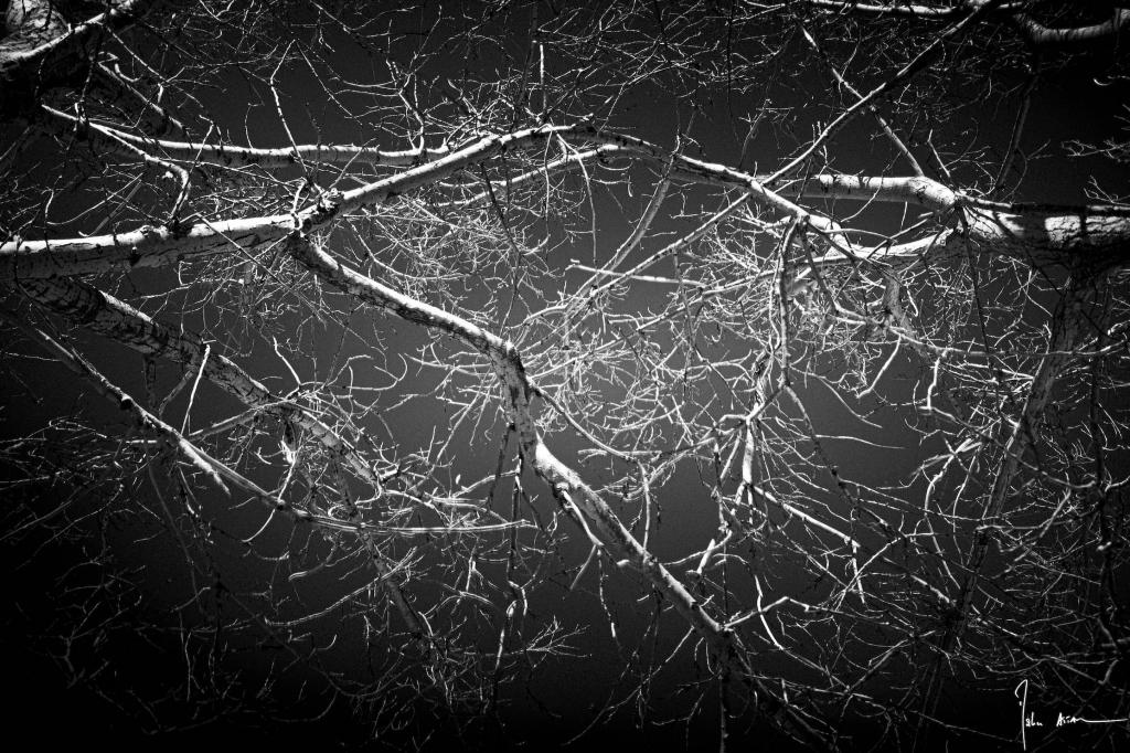 Maher Attar, Naked Branches, papier fine art cold press 300gr, 60x40cm